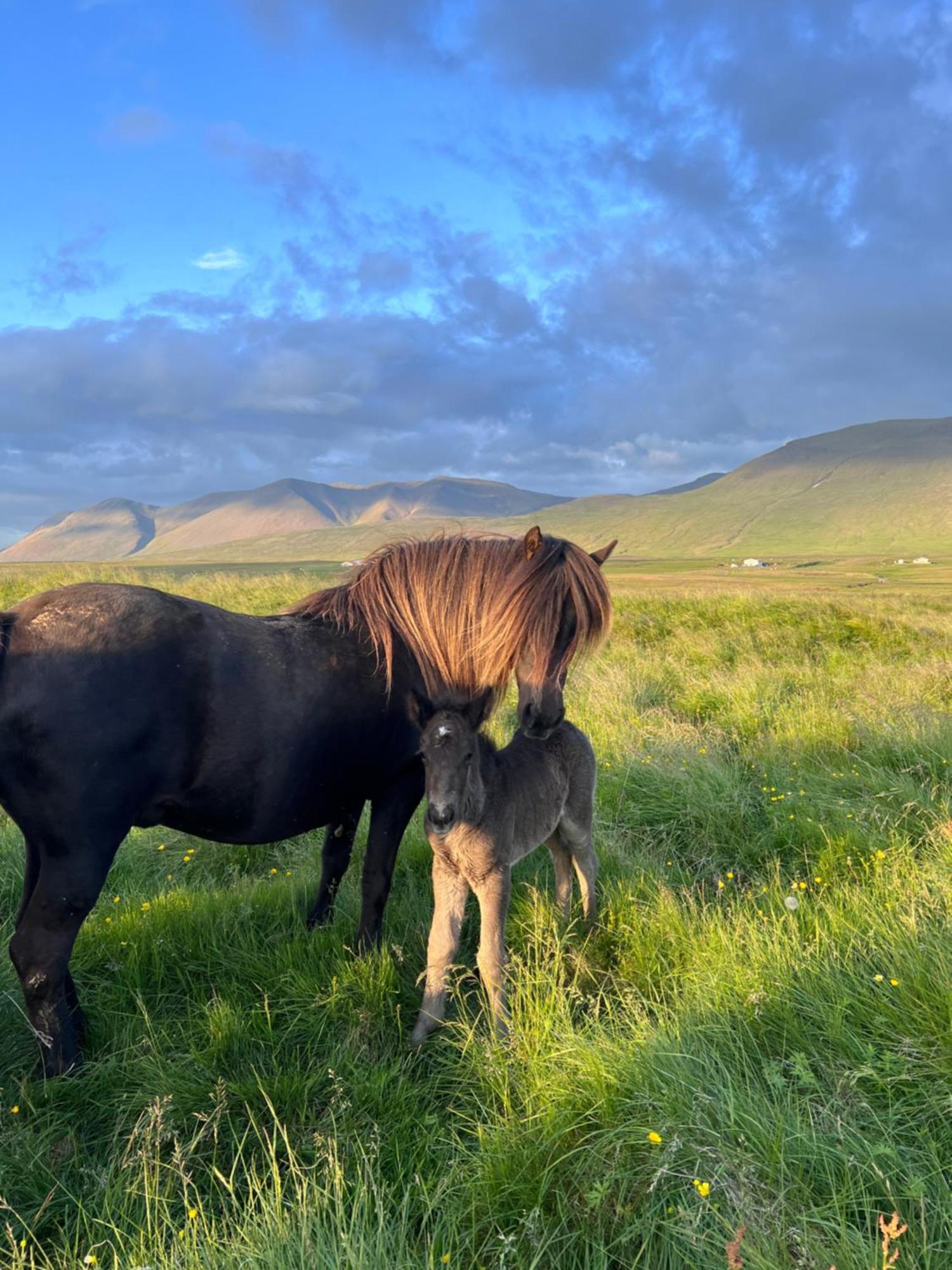 Stora-Asgeirsa Horse Farm Stay Vithigerthi Екстериор снимка